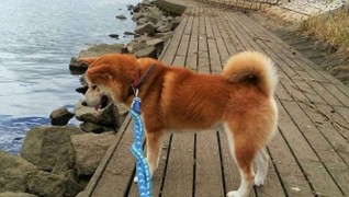 老犬ホーム九十九里パーク 散歩風景