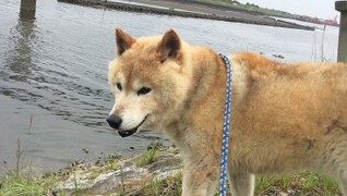 老犬ホーム九十九里パーク 散歩風景