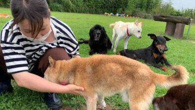 老犬ホーム九十九里パーク_ドッグラン