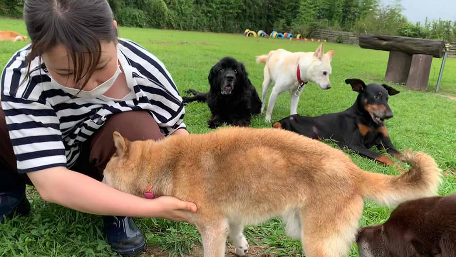 老犬ホーム九十九里パーク_ドッグラン