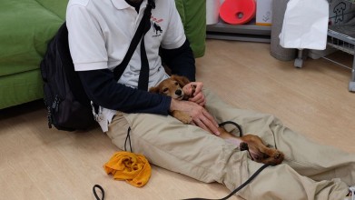 老犬ホームドッグライフプランナーズ新宿 介護風景