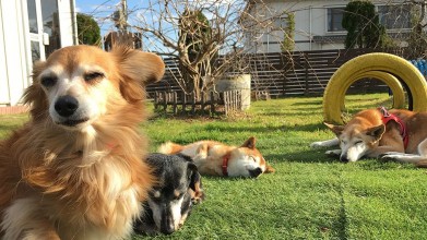 老犬ホーム九十九里パーク 日向ぼっこ風景