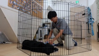 老犬ホームドッグライフプランナーズ新宿 介護風景