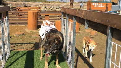 老犬ホーム九十九里パーク 遊び場