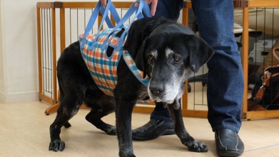 老犬ホームドッグライフプランナーズ新宿 散歩風景