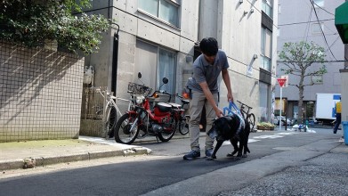 老犬ホームドッグライフプランナーズ新宿 散歩風景