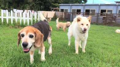 老犬ホーム九十九里パーク ドッグラン