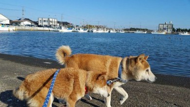 老犬ホーム九十九里パーク 散歩風景