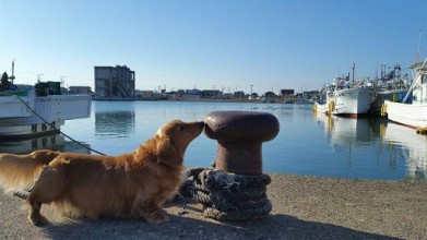 老犬ホーム九十九里パーク 散歩風景