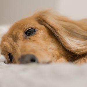 コラム 愛犬の老いと介護を考える 老犬ケア