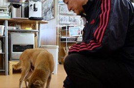 老犬ホームわんダーらん