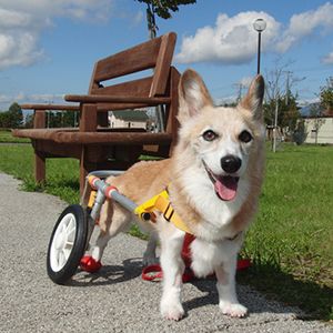 老犬と車椅子