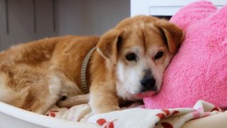 老犬ホーム伝 介護風景