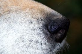 老犬の鼻