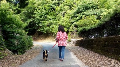 老犬ホーム伝 散歩風景