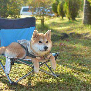 愛犬とお出かけ