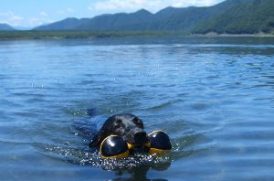 愛犬の水あそび