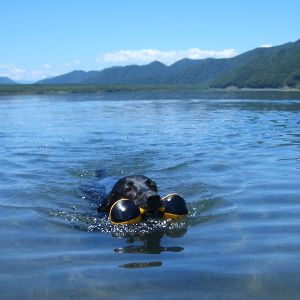 愛犬の水あそび