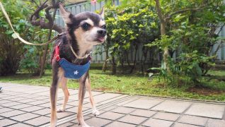 老犬ホームWANCOTT 介護風景散歩