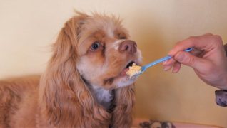 老犬ホームWANCOTT 介護風景朝ごはん