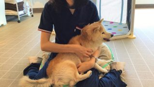 老犬ホームWANCOTT 介護風景健康チェック