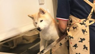 老犬ホームWANCOTT 介護風景グルーミング