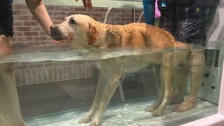 老犬ホームWANCOTT 介護風景理はビル