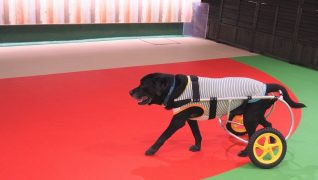 老犬ホームWANCOTT 介護風景フリータイム