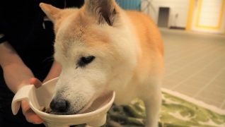 老犬ホームWANCOTT 介護風景夜ご飯