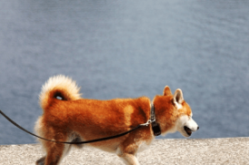 老犬の散歩風景