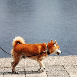 老犬の散歩風景