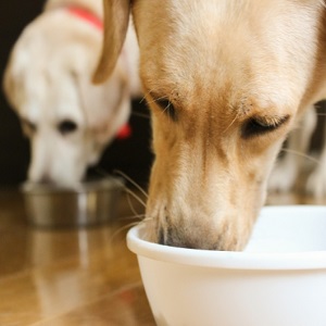 老犬の食事