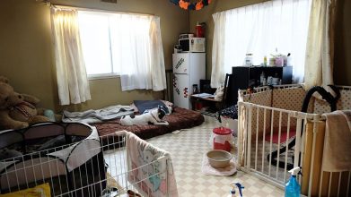 老犬ホームポエム ワンちゃんのお部屋