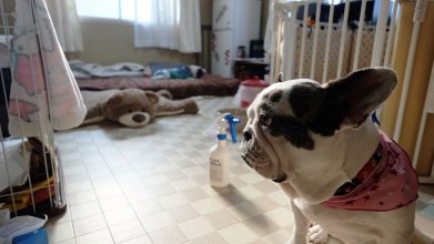 老犬ホームポエム ワンちゃんのお部屋