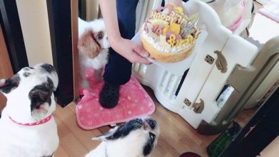 老犬ホームポエム 介護風景 誕生日ケーキ