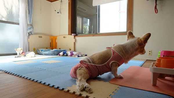 老犬ホームワンデイラブ 内観