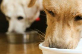 食事する老犬