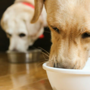 食事する老犬