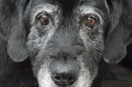 老犬のイメージ画像