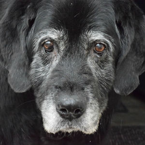 コラム 老犬が喜ぶこと 老犬ケア