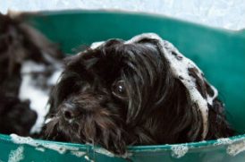 老犬のシャワー風景