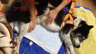 老犬ホームリリモナハウス_自由時間・リハビリ
