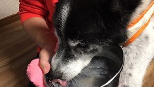 老犬ホームリリモナハウス_朝ごはん