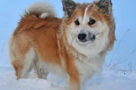 雪で遊ぶ老犬