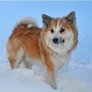 雪で遊ぶ老犬