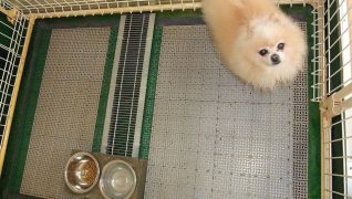 老犬ホームワンワンパラダイス 介護風景 お休み