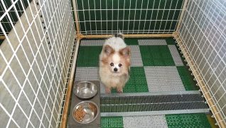 老犬ホームワンワンパラダイス 介護風景 ごはん