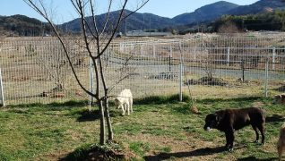 老犬ホームワンワン・パラダイス ドッグラン