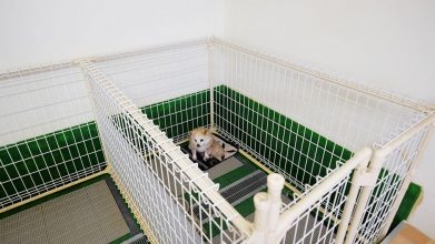 老犬ホームワンワン・パラダイス ワンちゃんのお部屋