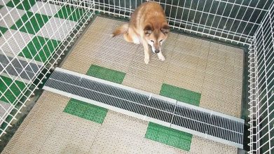 老犬ホームワンワンパラダイス ワンちゃんのお部屋